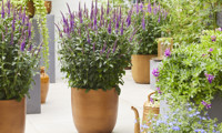 Purplegum Candles