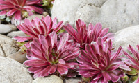 Chick Charms Lotus Blossom