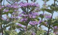 Kew Blue