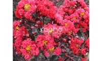Black Diamond® Best Red