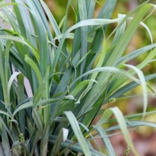 Carex × (Осока гібридна)