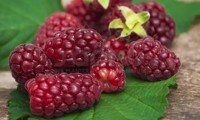 Bounty Berry®