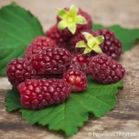 Bounty Berry®