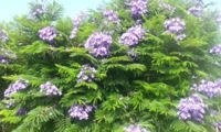 Bonsai Blue