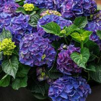 Seaside Serenade® Newport