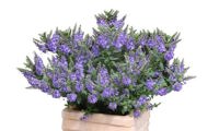 Garden Beauty Blue