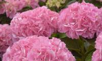 Big Data Pink