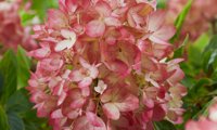 Groundbreaker Blush
