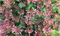 Caprilia® Imperial