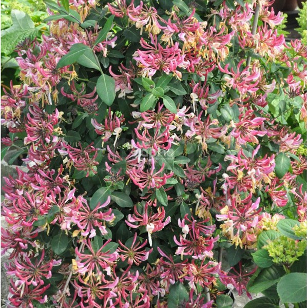 Caprilia® Imperial