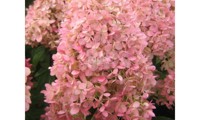 Magical® Sweet Summer