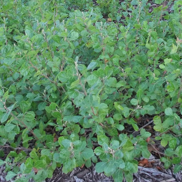 Rhus aromatica (Сумах ароматний)