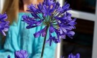 Brilliant Blue