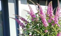 Reve De Papillon Pink