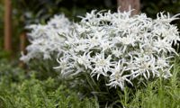 Blossom of Snow