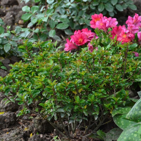 Ilex × meserveae (Падуб Мезерва)