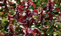 Twisting Red