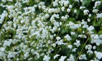 Splendide White