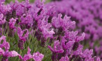 The Princess® Lavender