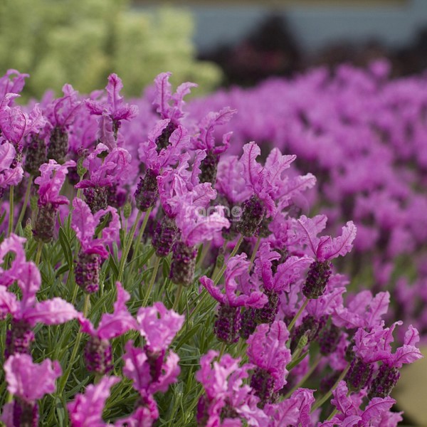 The Princess® Lavender