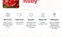 Autumn Ruby