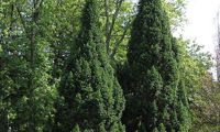 Pyramidalis