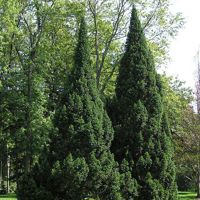 Pyramidalis