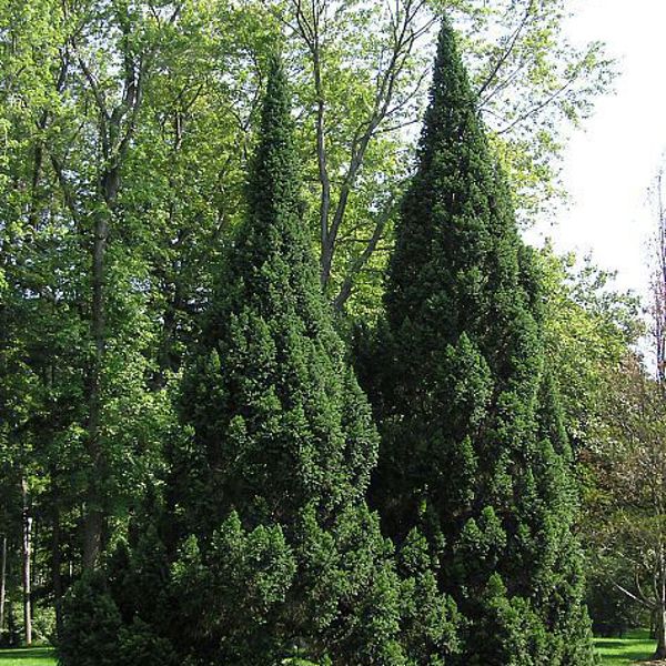 Pyramidalis