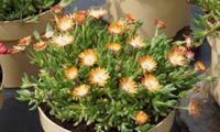 Jewel of Desert Topaz