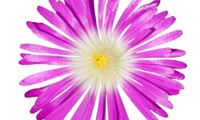Wheels of Wonder Purple