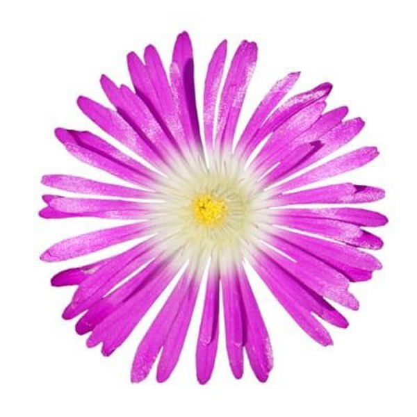 Wheels of Wonder Purple
