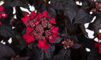 Velvet Night® Red Lace