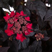 Velvet Night® Red Lace