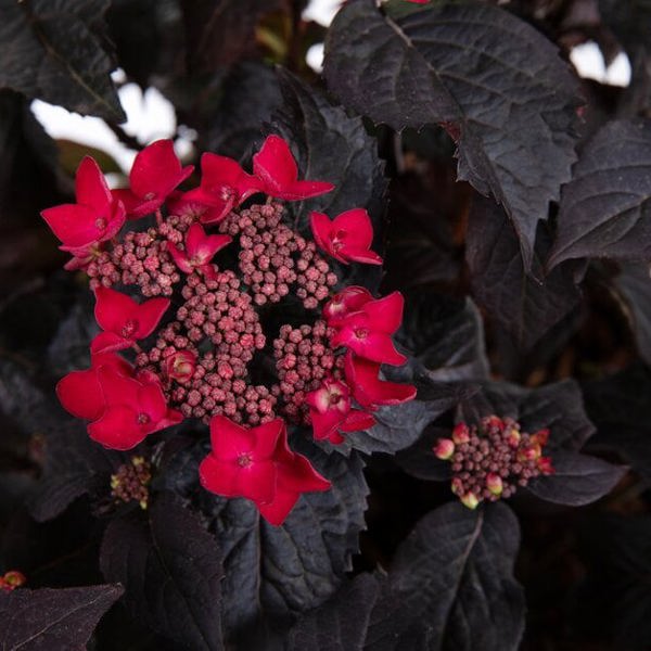 Velvet Night® Red Lace