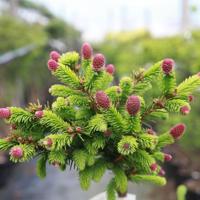 Wild Strawberry