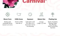 Autumn Carnival