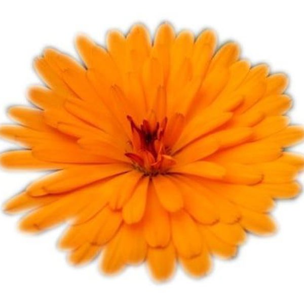 Calendula × (Календула гібридна)