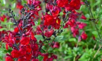 Rêve® Rouge