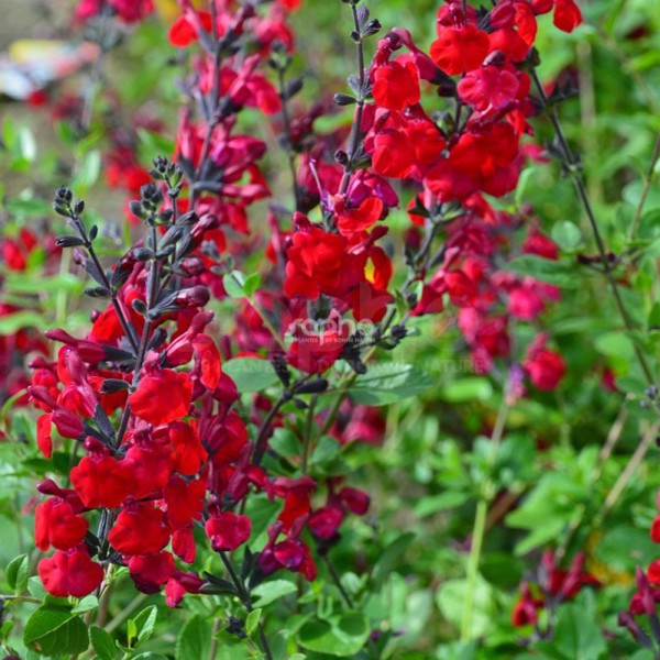 Rêve® Rouge
