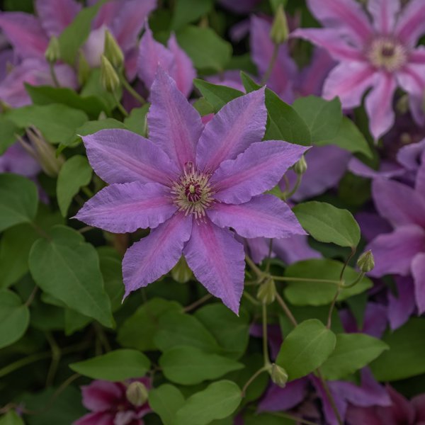 Tumaini