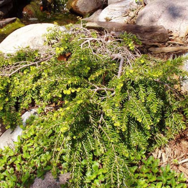 Tsuga canadensis (Тсуга канадська)
