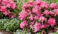 Pink Star