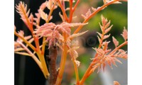 Coral Sun
