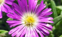 Wheels of Wonder Purple