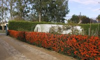 Saphyr® Orange