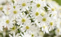 Spring Bling