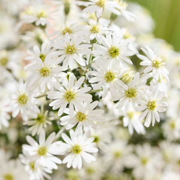 Olearia × (Олеарія гібридна)