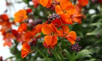 Colour Vibe Orange