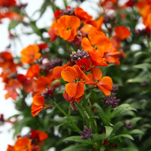 Erysimum × (Ерізимум гібридний)