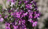 Garden Beauty Purple